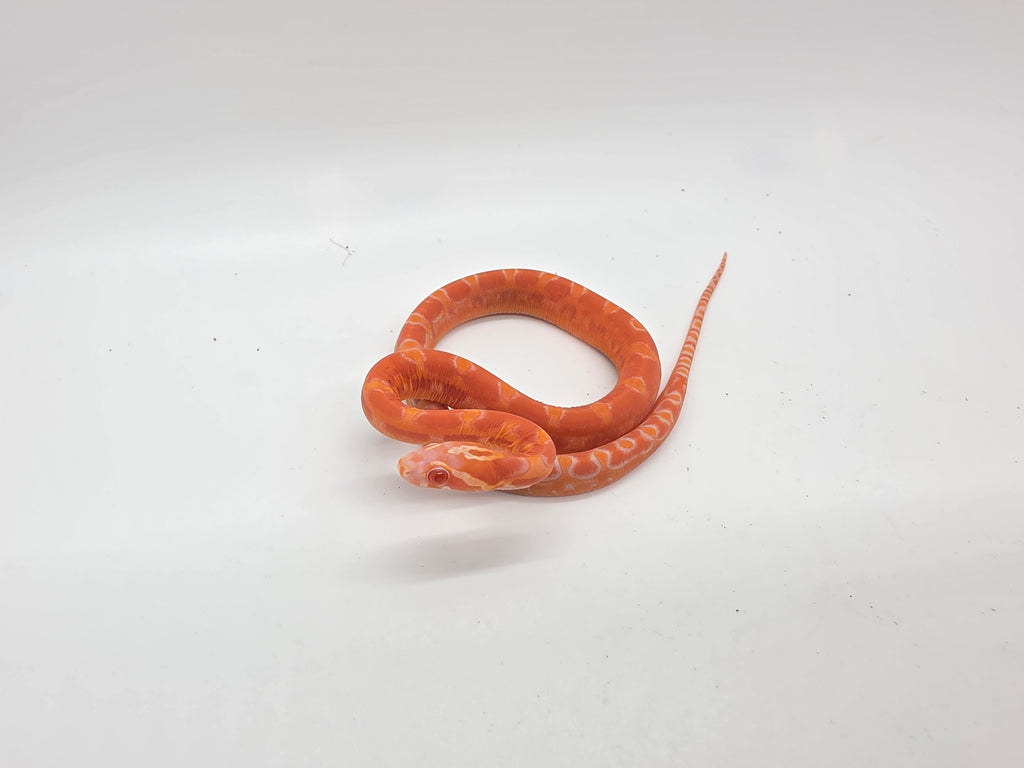 SD26-CRN-006 Corn Snake