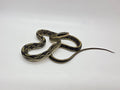 SD26-VBB-002 Vietnamese Blue Beauty Snake