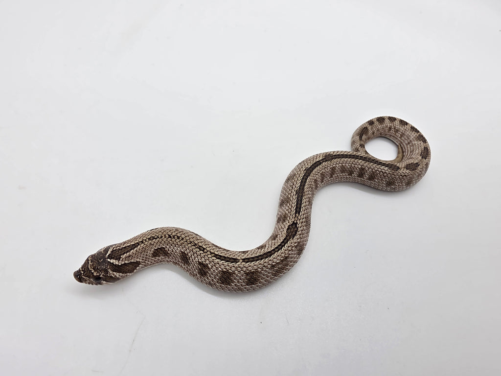 SD26-HOG-153 Plains Hognose