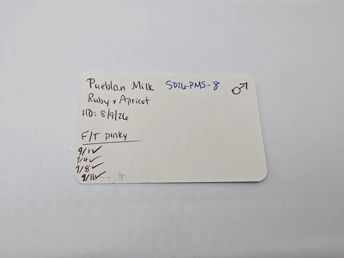 SD26-PMS-008 Pueblan Milk Snake