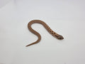 SD26-HOG-096 Plains Hognose
