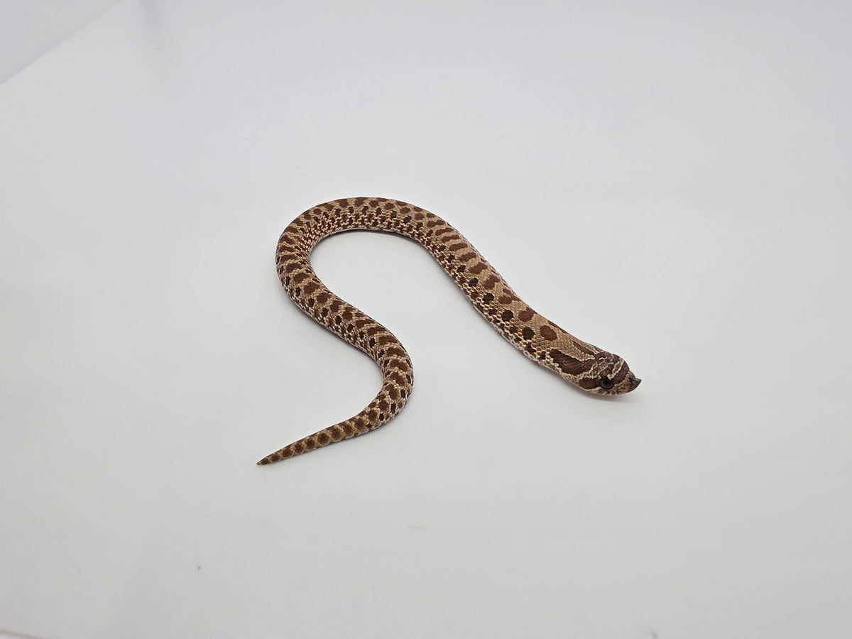 SD26-HOG-096 Plains Hognose