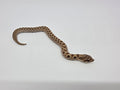 SD26-HOG-081 Plains Hognose