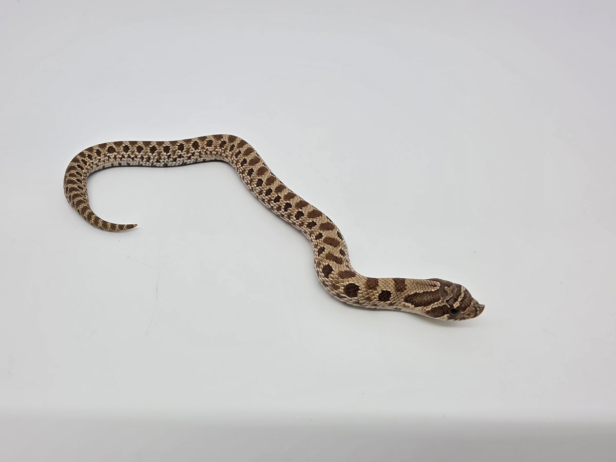 SD26-HOG-081 Plains Hognose