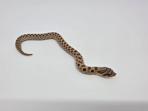 SD26-HOG-081 Plains Hognose