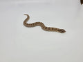 SD26-HOG-087 Plains Hognose