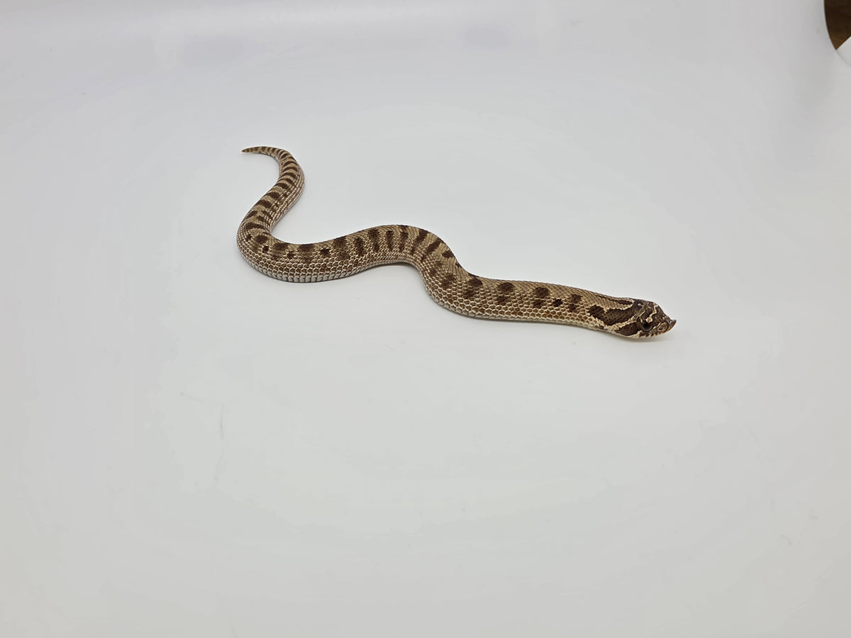 SD26-HOG-087 Plains Hognose