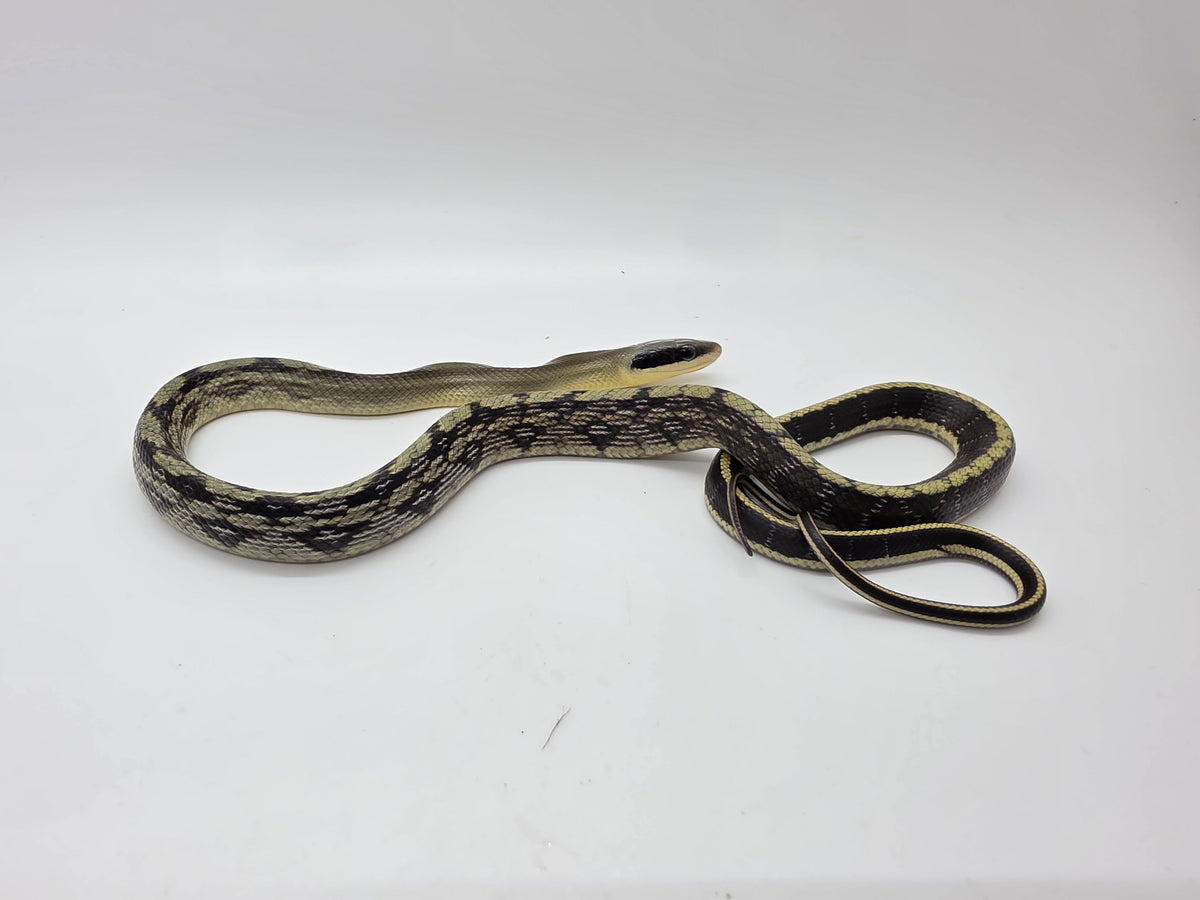 SD26-VBB-007 Vietnamese Blue Beauty Snake