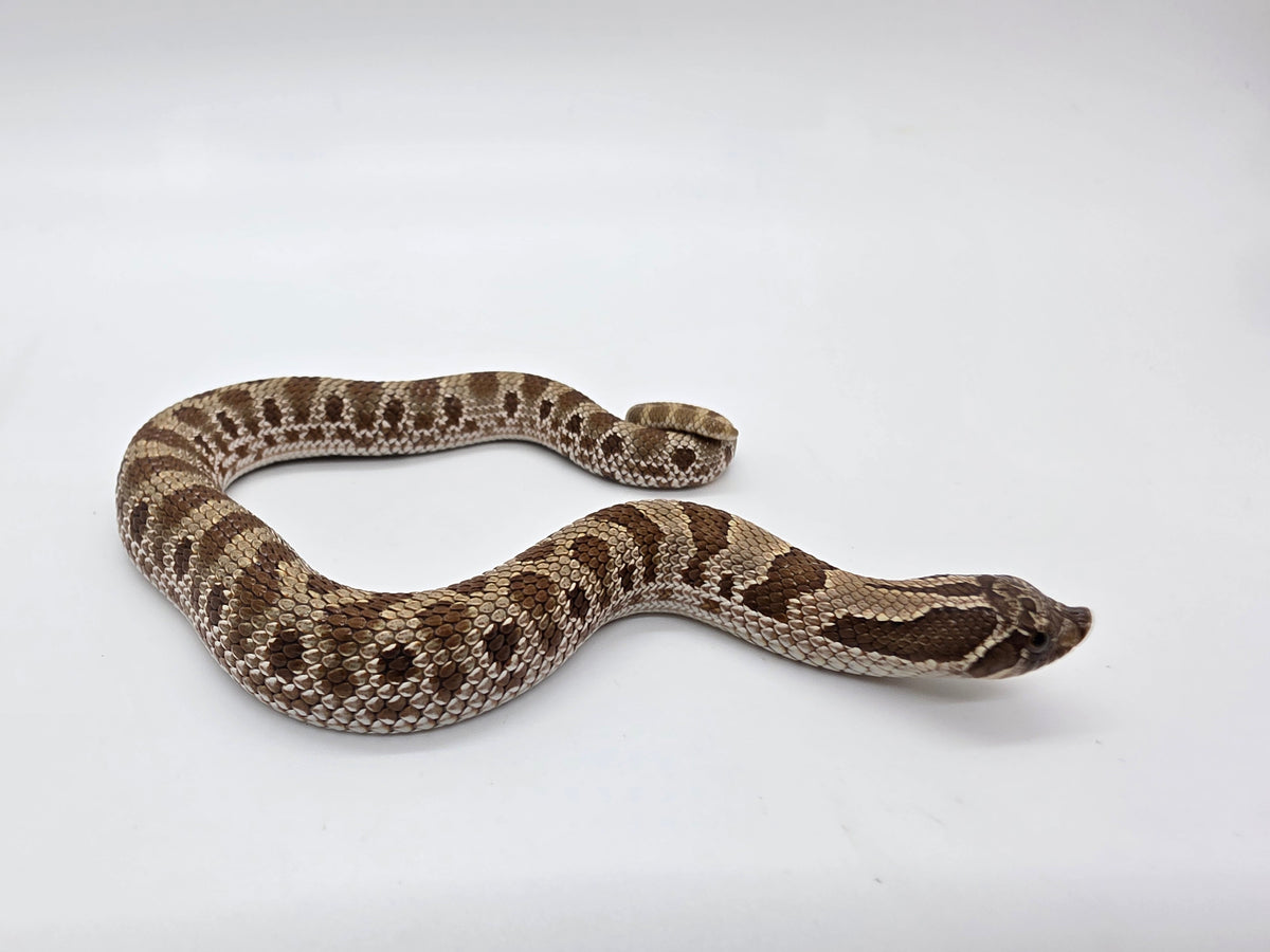 SD26-HOG-135 Plains Hognose