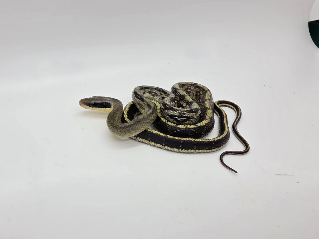 SD26-VBB-009 Vietnamese Blue Beauty Snake