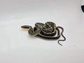 SD26-VBB-009 Vietnamese Blue Beauty Snake