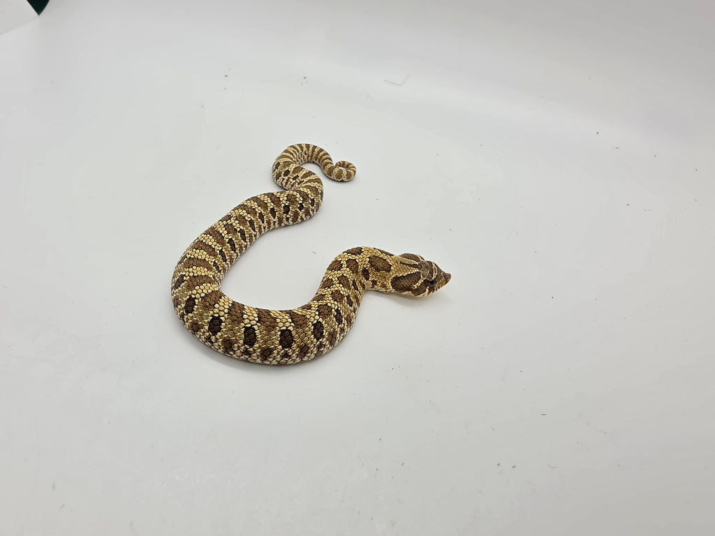 SD26-HOG-047 Plains Hognose