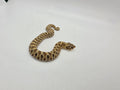 SD26-HOG-047 Plains Hognose