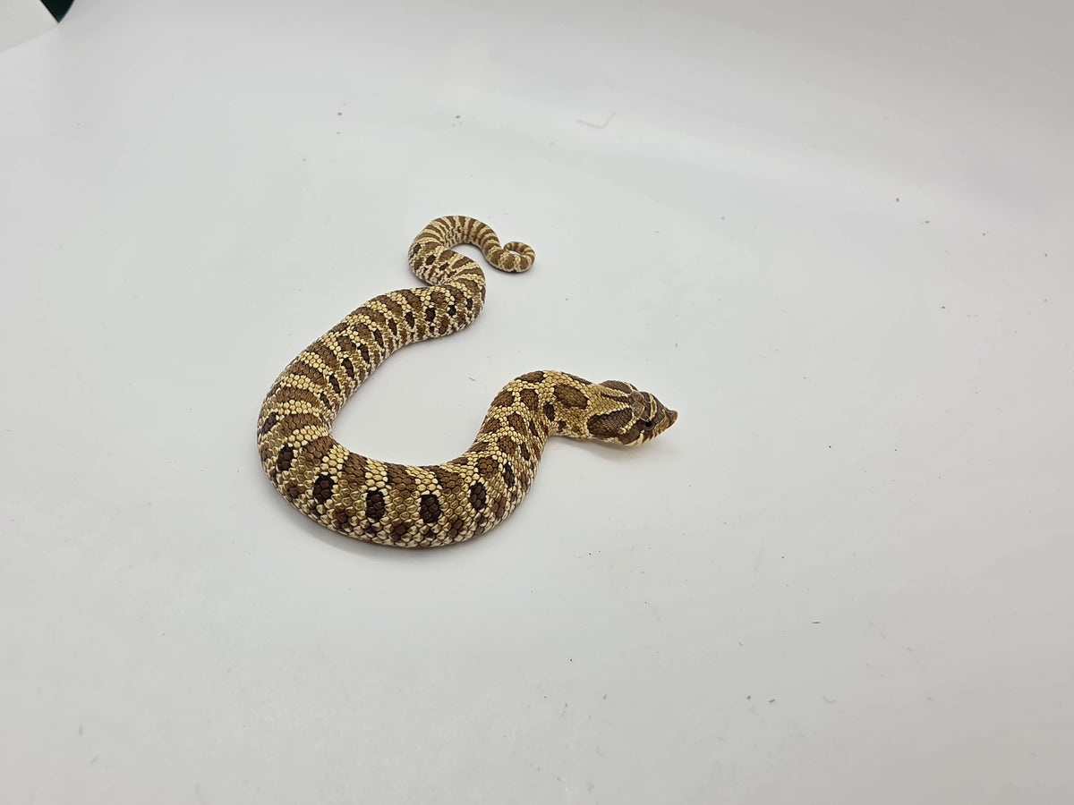 SD26-HOG-047 Plains Hognose