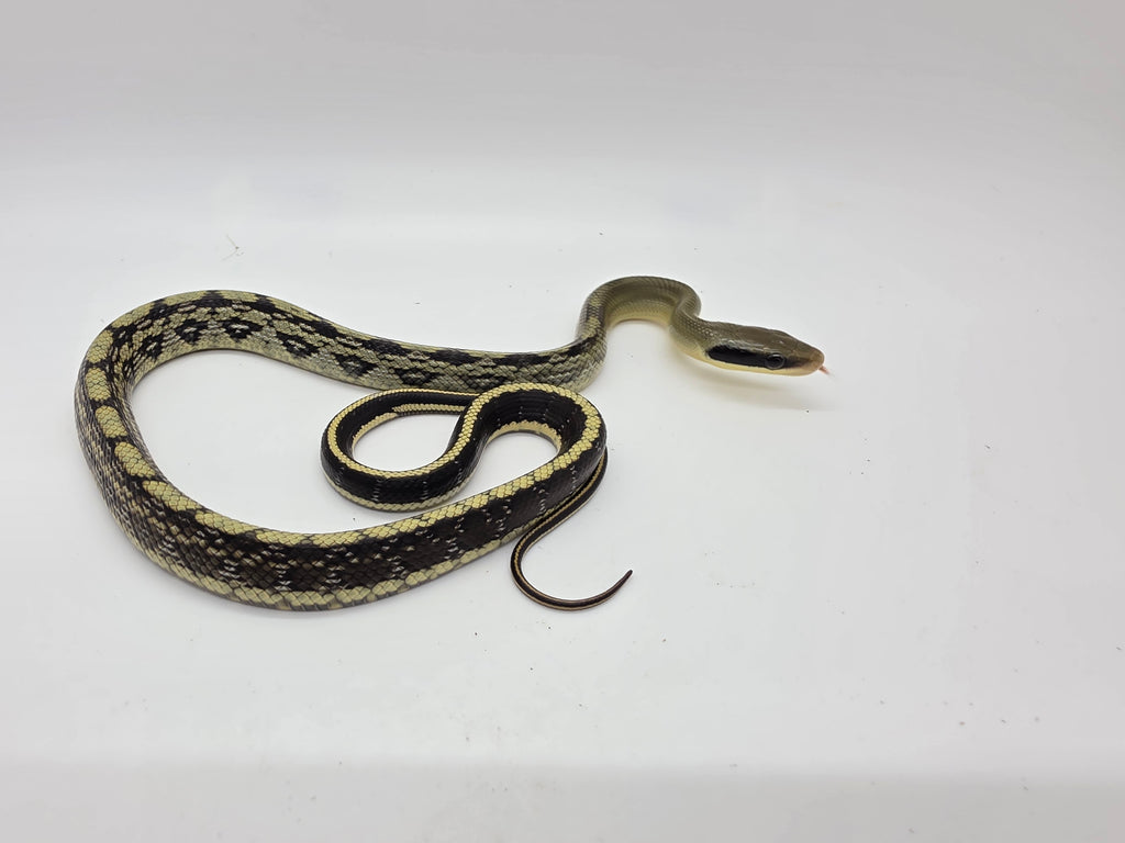 SD26-VBB-016 Vietnamese Blue Beauty Snake