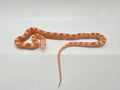 SD26-CRN-007 Corn Snake