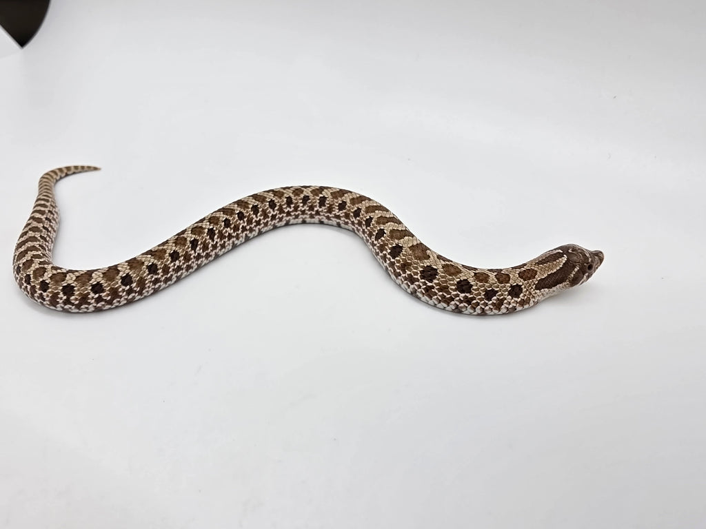 SD26-HOG-121 Plains Hognose