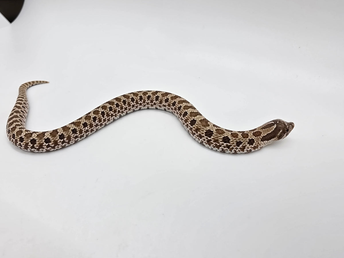 SD26-HOG-121 Plains Hognose