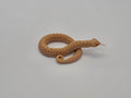 SD26-HOG-008 Plains Hognose