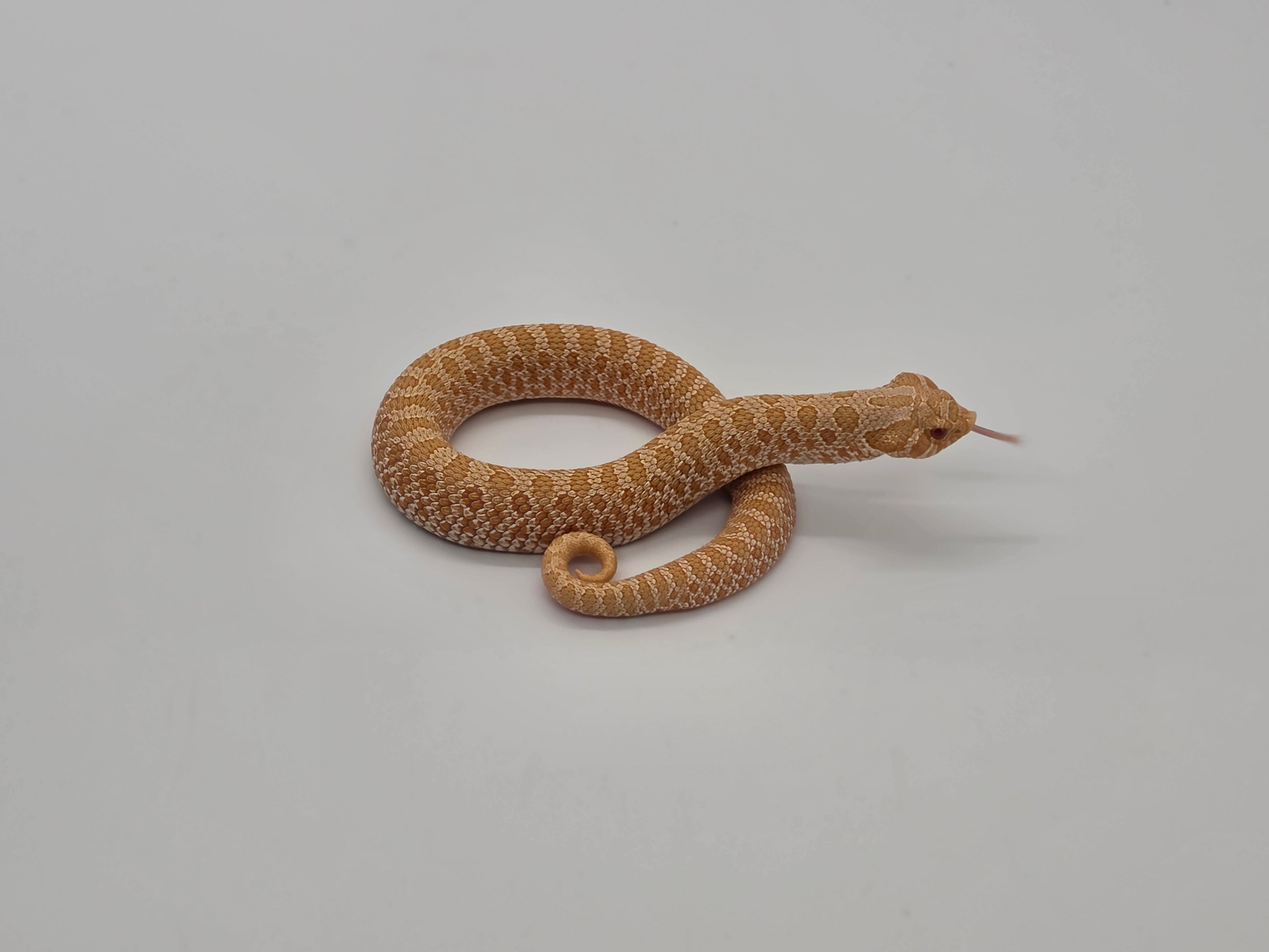 SD26-HOG-008 Plains Hognose