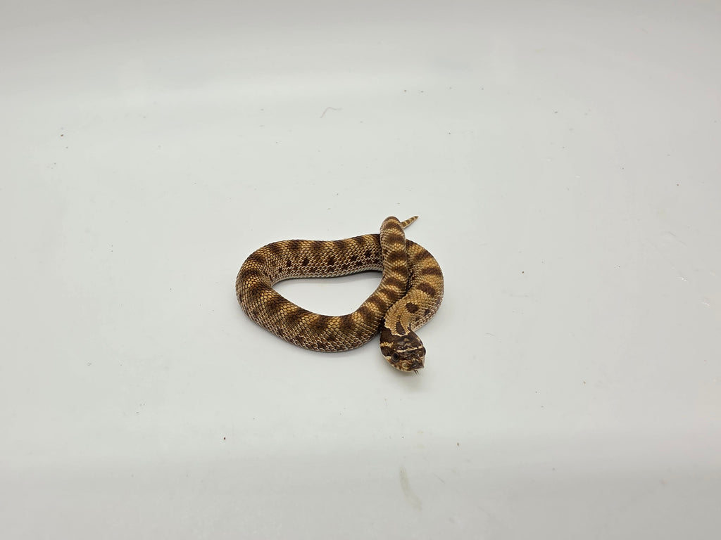 SD26-HOG-130 Plains Hognose