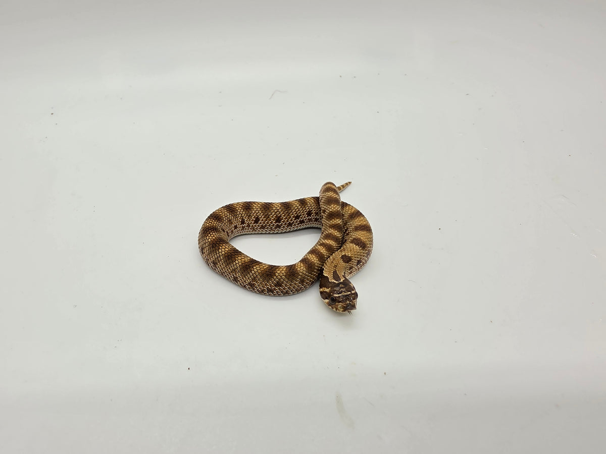 SD26-HOG-130 Plains Hognose