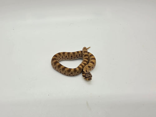 Available Reptiles – Page 4 – Snake Discovery Babies
