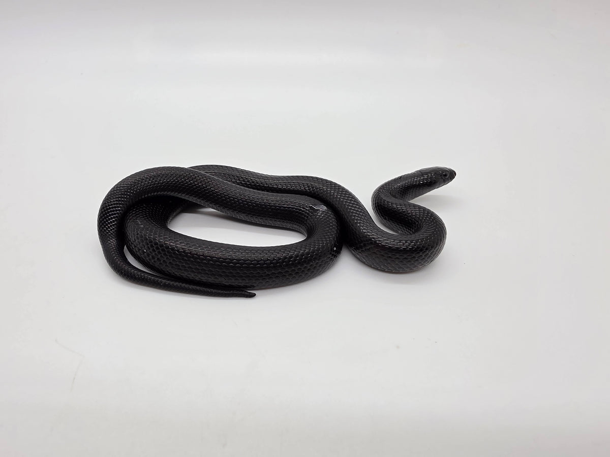 SD26-MBK-029 Mexican Black Kingsnake
