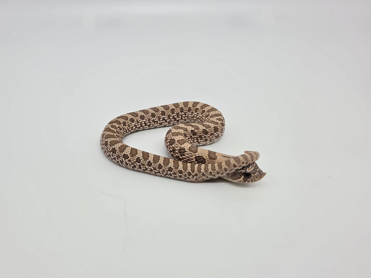 SD26-HOG-060 Plains Hognose