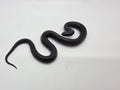 SD26-MBK-004 Mexican Black Kingsnake