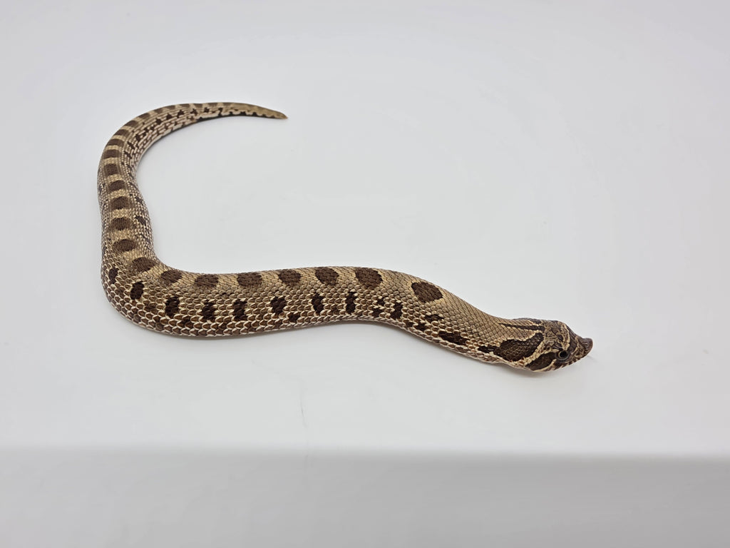 SD26-HOG-051 Plains Hognose