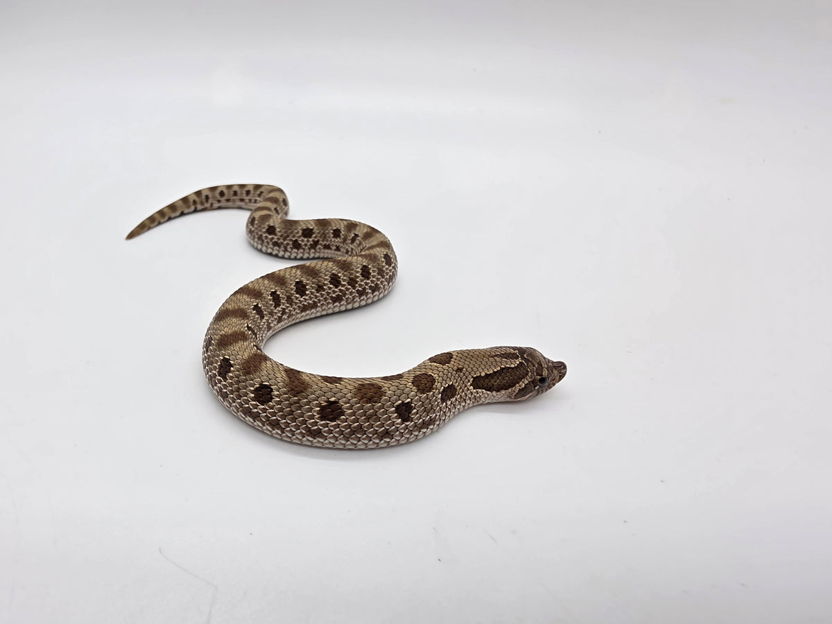 SD26-HOG-138 Plains Hognose