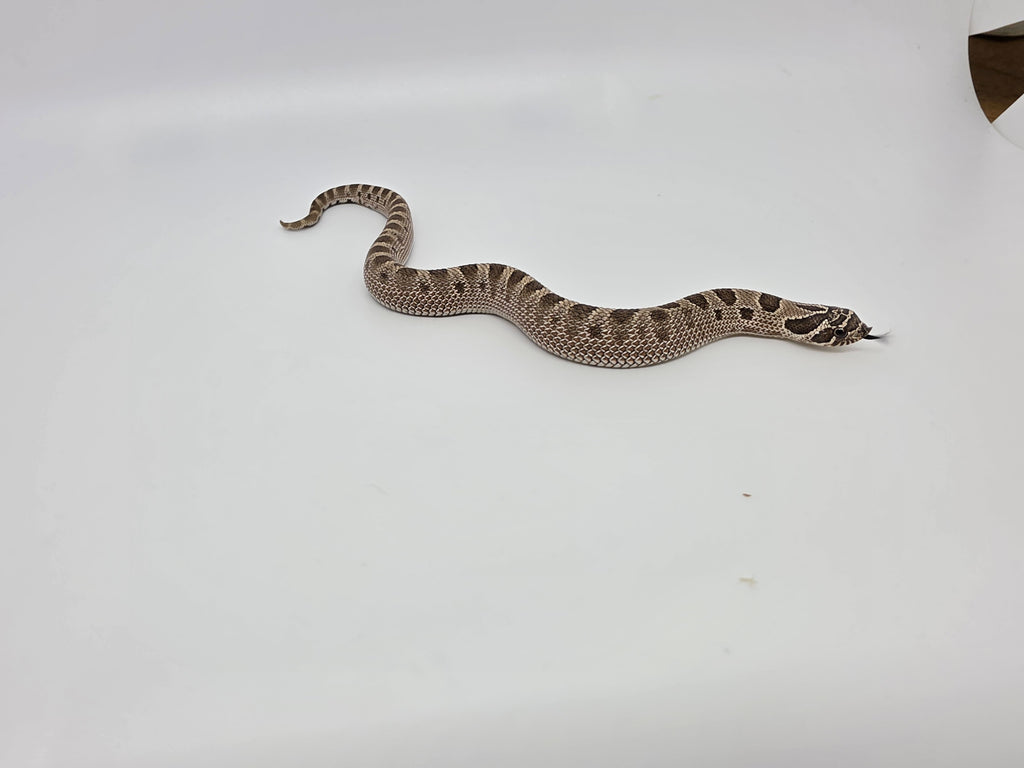 SD26-HOG-070 Plains Hognose