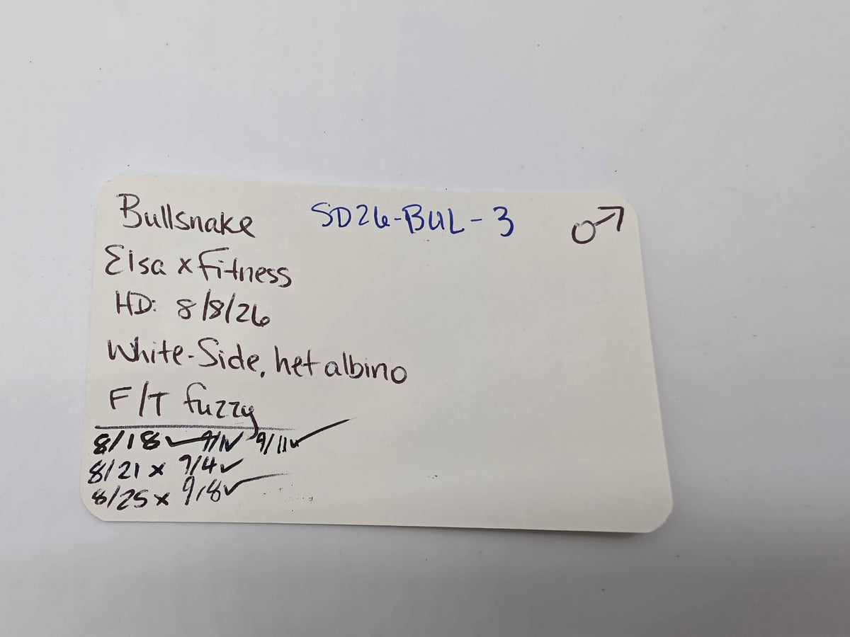 SD26-BUL-003 Bullsnake
