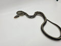 SD26-VBB-018 Vietnamese Blue Beauty Snake