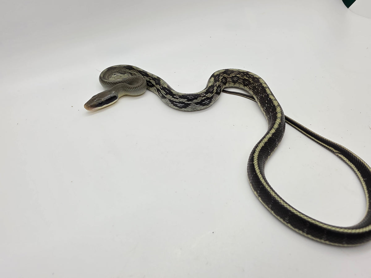 SD26-VBB-018 Vietnamese Blue Beauty Snake