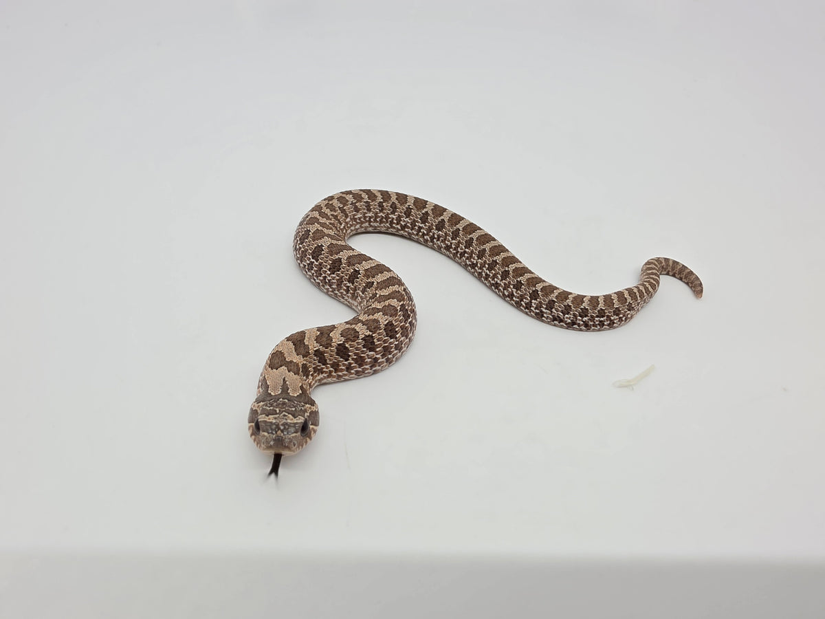 SD26-HOG-055 Plains Hognose