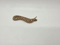 SD26-HOG-101 Plains Hognose