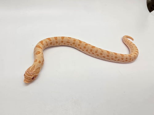 SD26-HOG-105 Plains Hognose