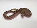 SD26-BUL-003 Bullsnake