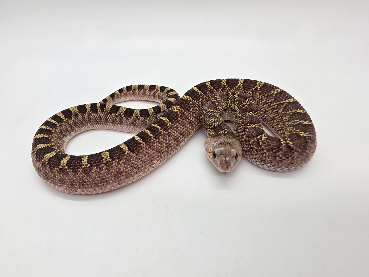 SD26-BUL-003 Bullsnake