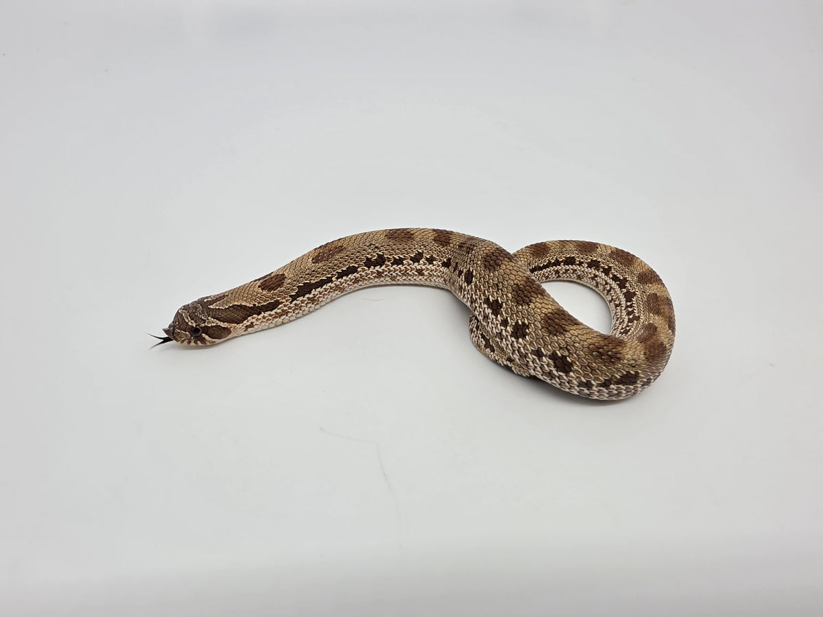 SD26-HOG-056 Plains Hognose