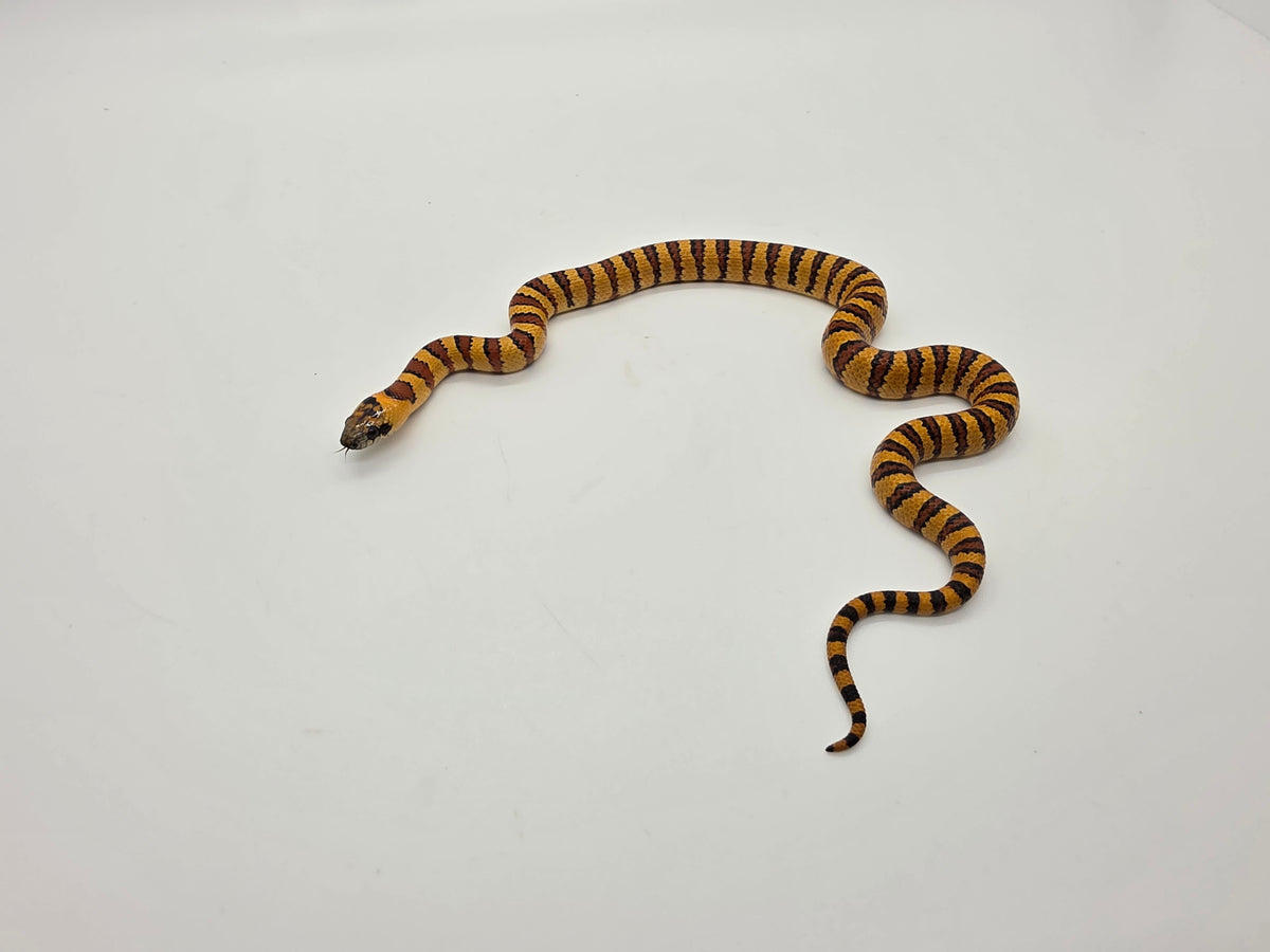 SD26-VKS-007 Variable Kingsnake
