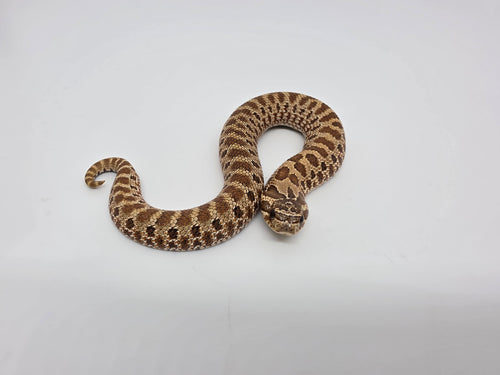 SD26-HOG-092 Plains Hognose