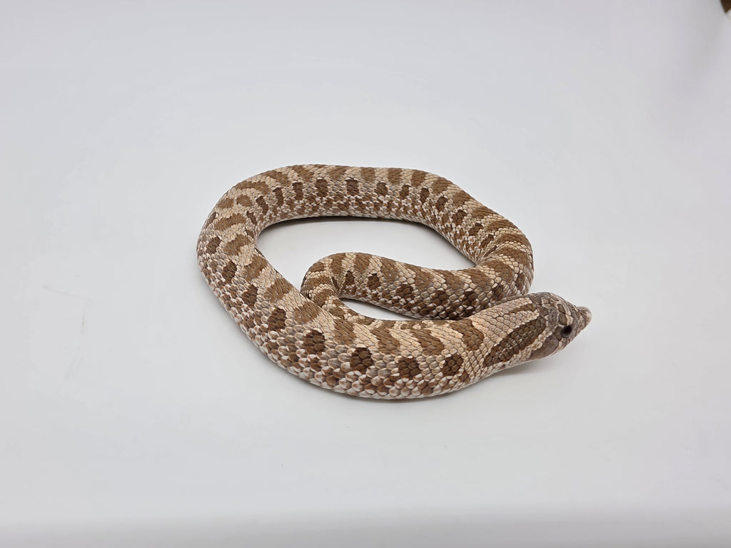 SD26-HOG-083 Plains Hognose