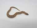 SD26-HOG-033 Plains Hognose