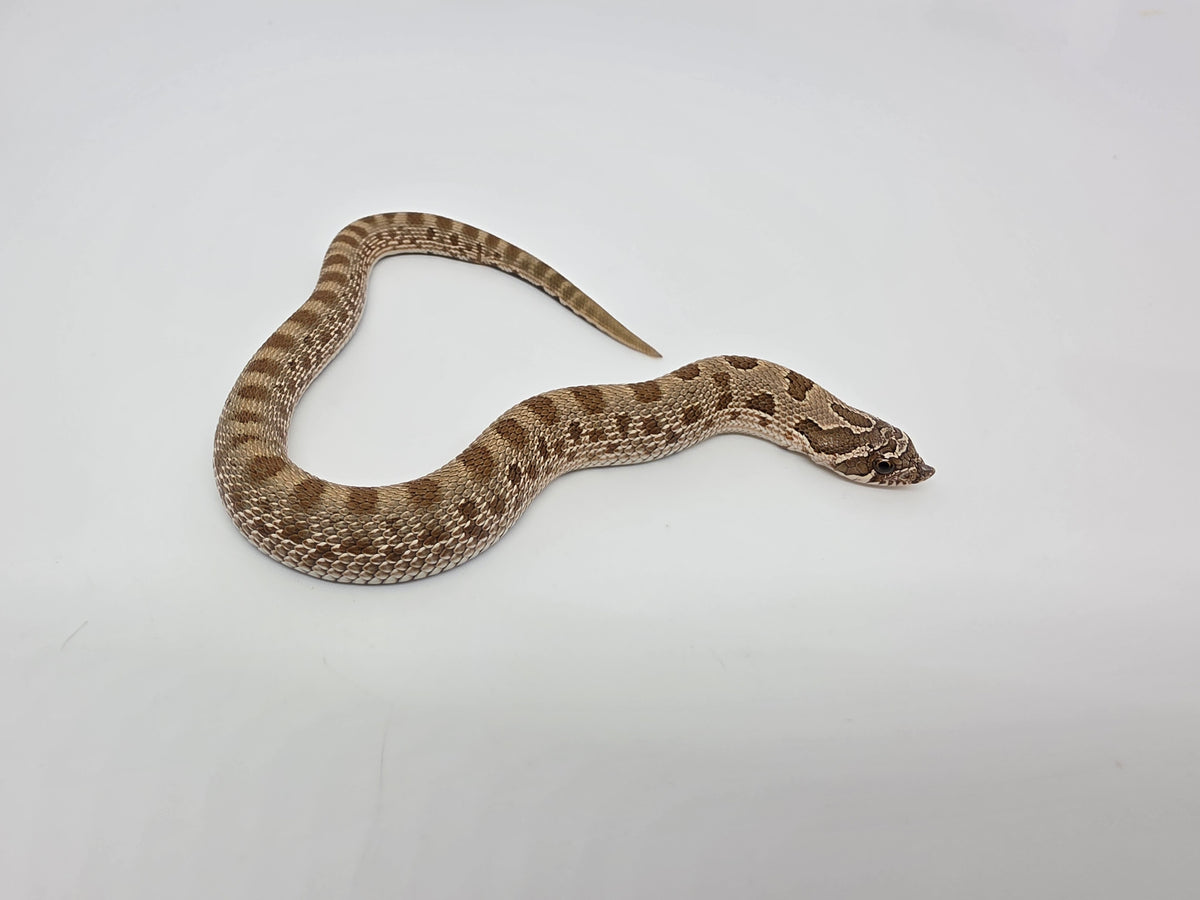 SD26-HOG-033 Plains Hognose