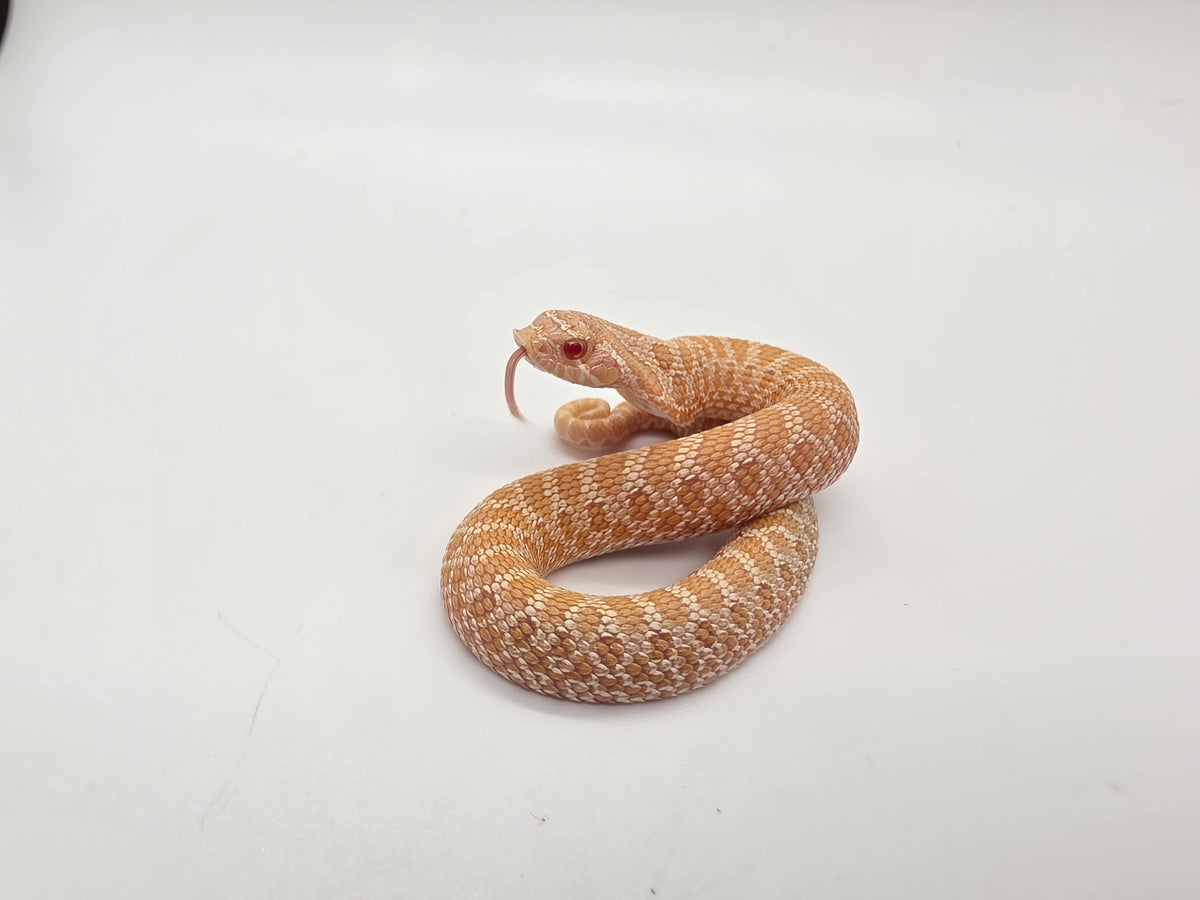 SD26-HOG-107 Plains Hognose