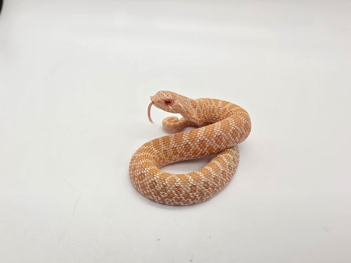 SD26-HOG-107 Plains Hognose