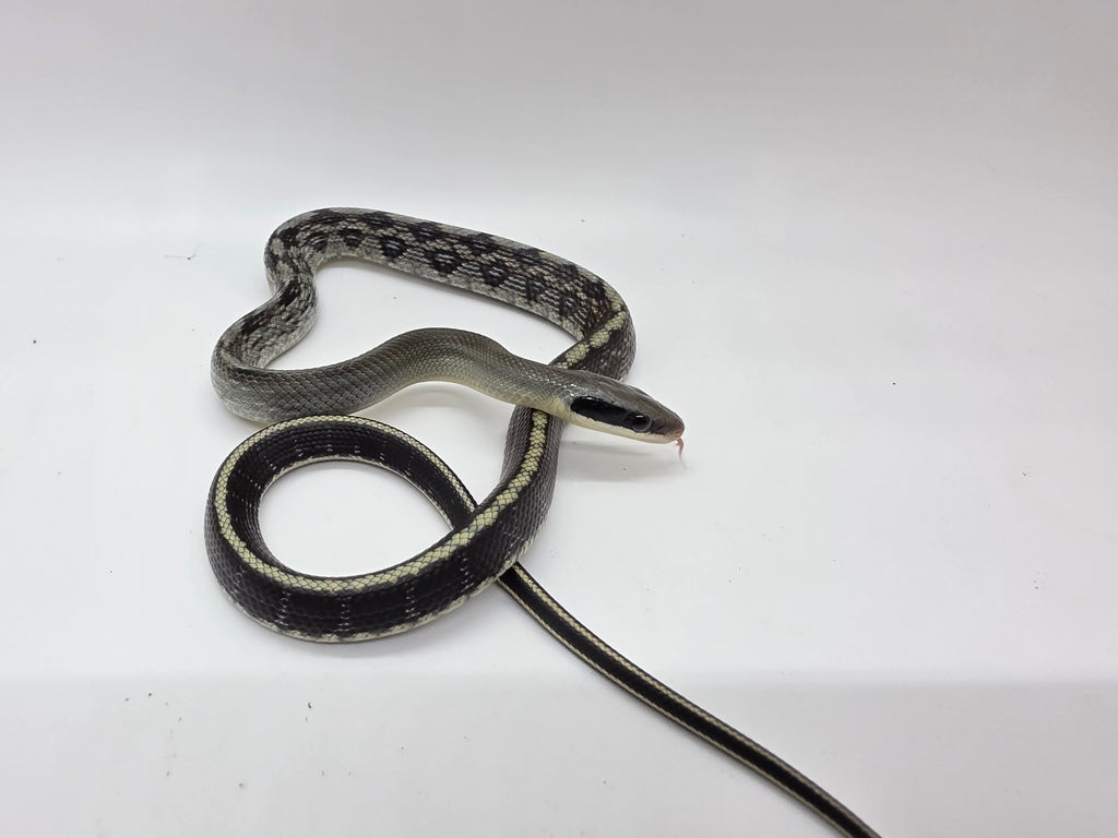 SD26-VBB-013 Vietnamese Blue Beauty Snake